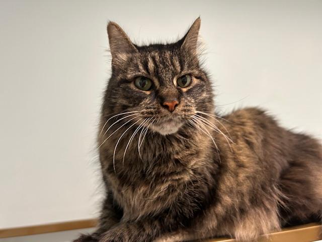 Enlarge Nicole, a Adoptable Maine Coon in Chicago, IL image 3/5