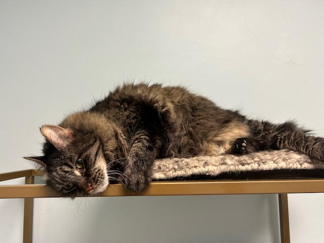 Enlarge Nicole, a Adoptable Maine Coon in Chicago, IL image 5/5