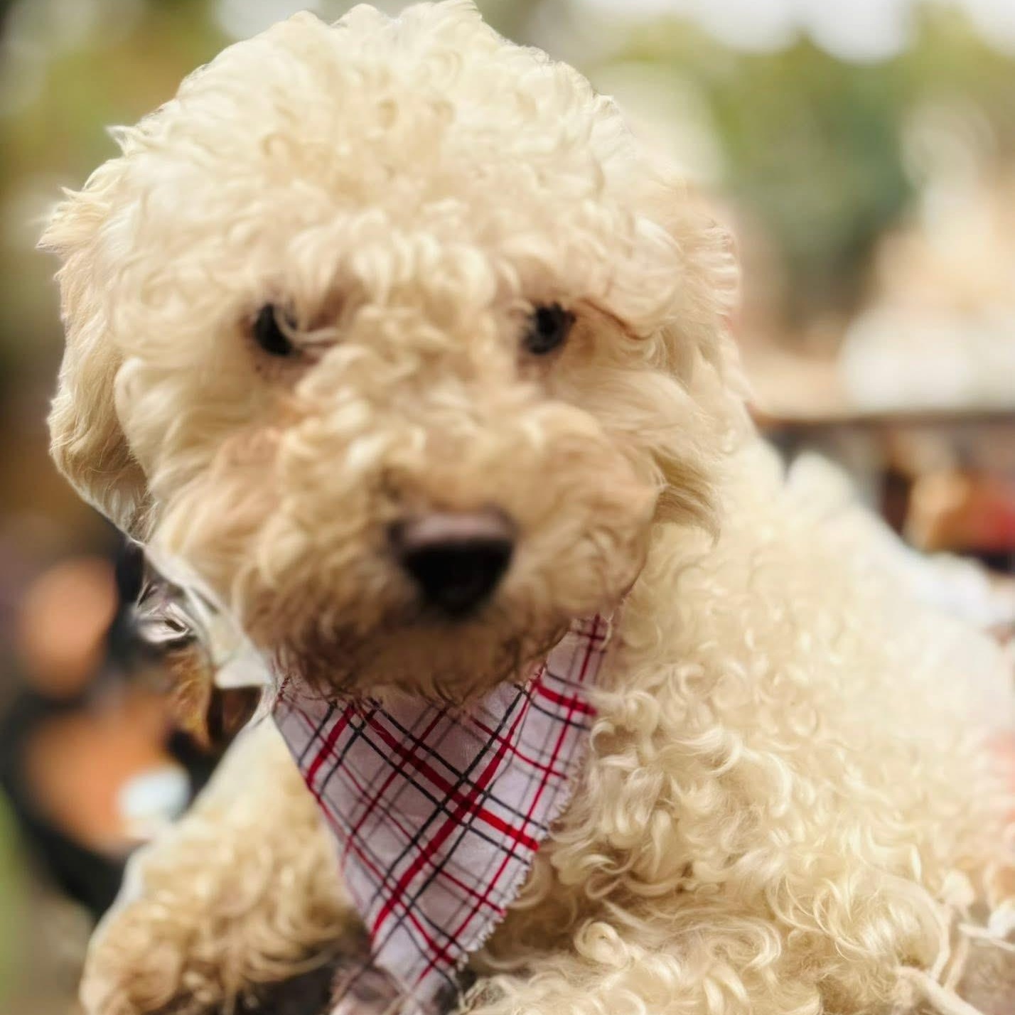 Enlarge Eeyore, an adopted Maltipoo in Virginia Beach, VA image 1/5