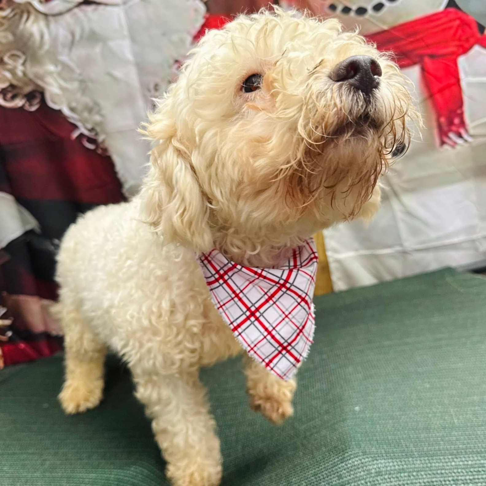 Enlarge Eeyore, an adopted Maltipoo in Virginia Beach, VA image 4/5