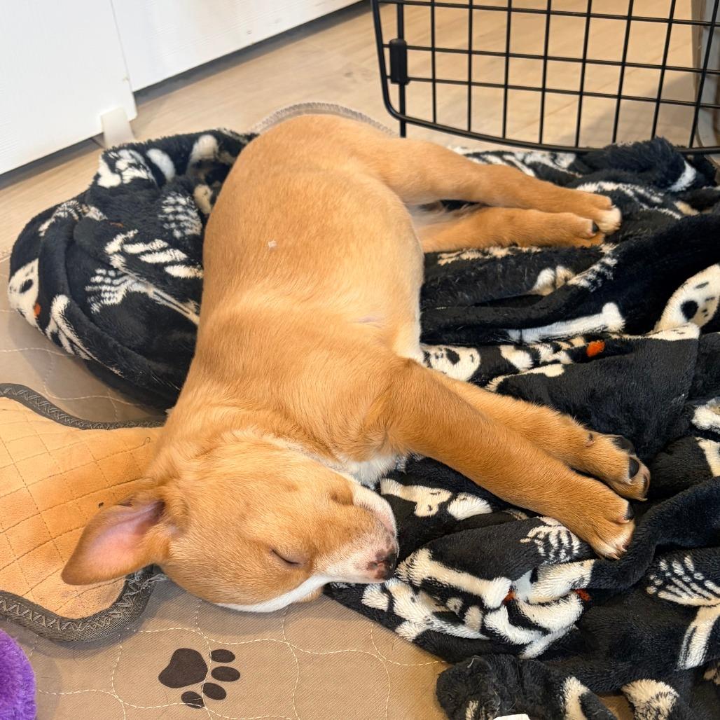 101 (2026) Sabrina, Adoptable, Puppy Female Shepherd & Cattle Dog.