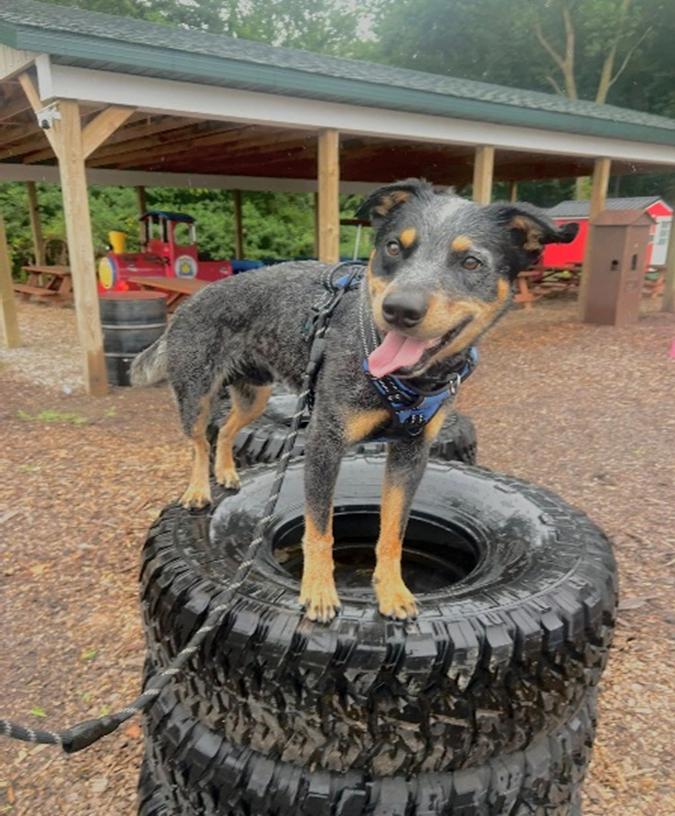 Enlarge Shorty, a ADOPTABLE mixed breed in Benton Harbor, MI image 4/6
