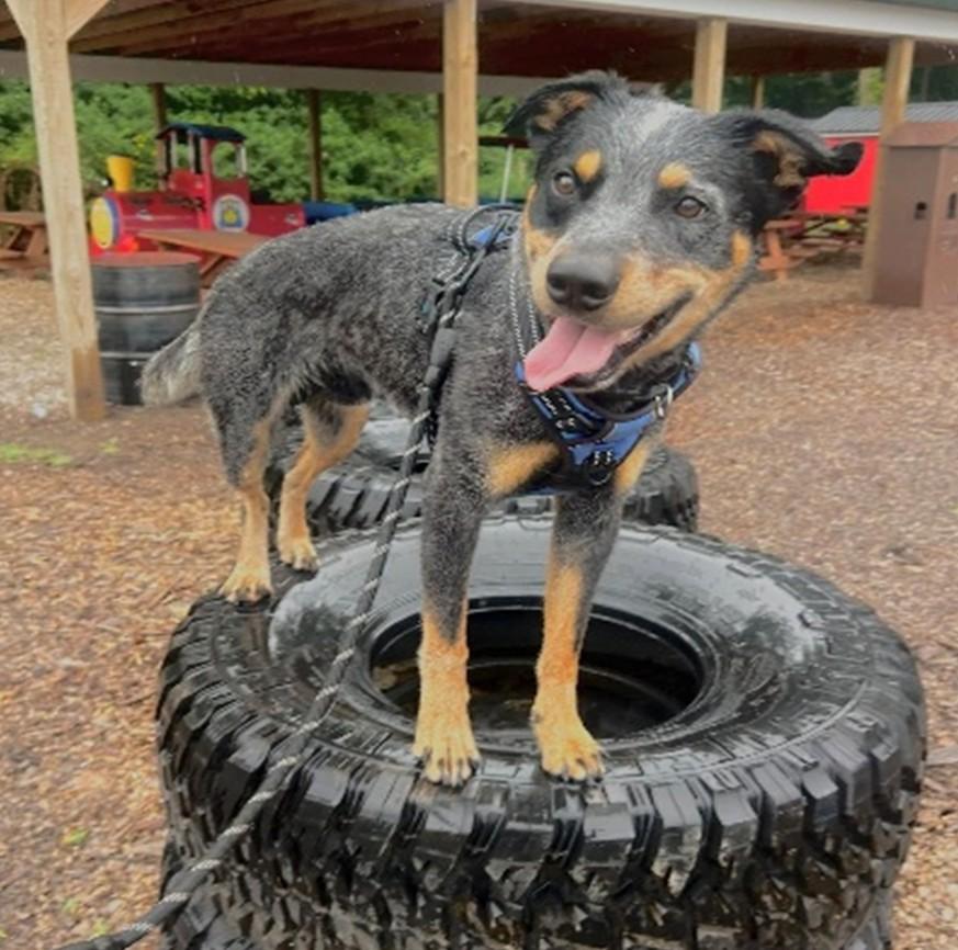 Enlarge Shorty, a ADOPTABLE mixed breed in Benton Harbor, MI image 5/6