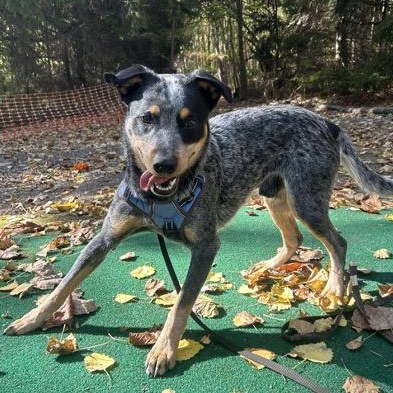 Enlarge Shorty, a ADOPTABLE mixed breed in Benton Harbor, MI image 2/6