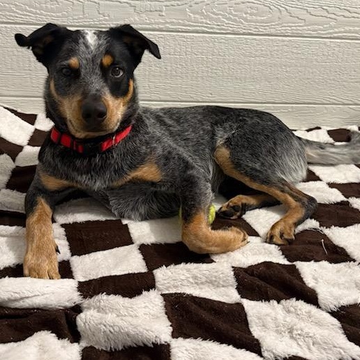 Enlarge Shorty, a ADOPTABLE mixed breed in Benton Harbor, MI image 3/6