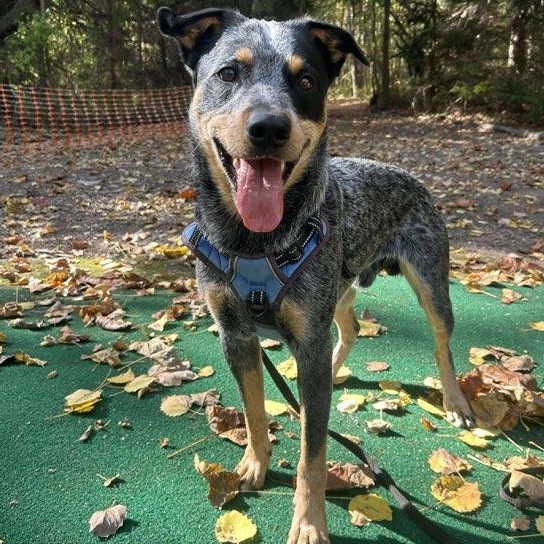 Shorty, ADOPTABLE, Young Male Australian Cattle Dog / Blue Heeler.