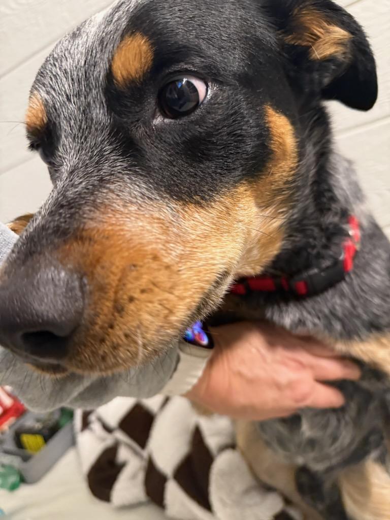 Enlarge Shorty, a ADOPTABLE mixed breed in Benton Harbor, MI image 6/6