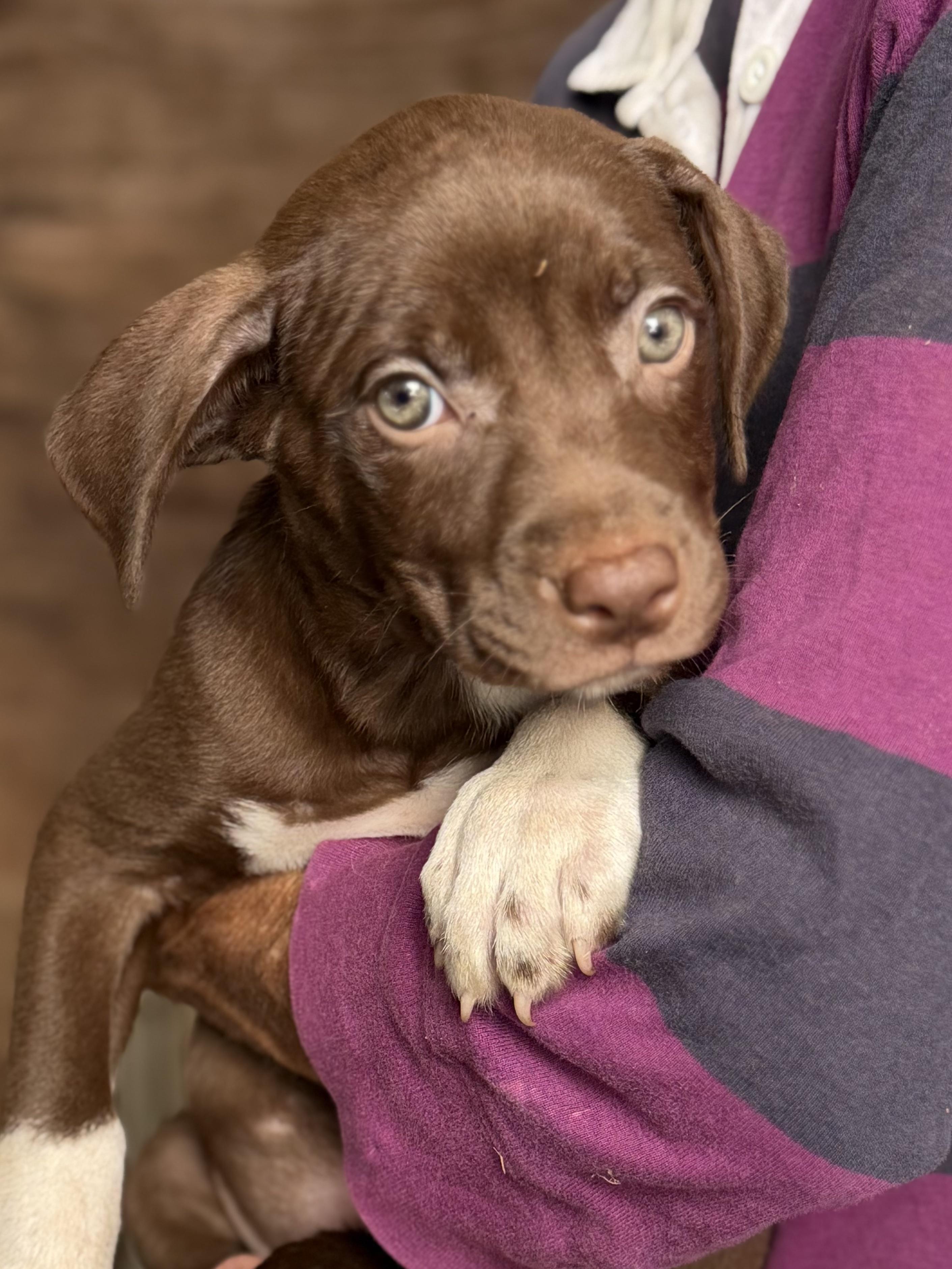 Pups - Male and Females, a ADOPTABLE Border Collie in Farmville, VA image 3/4