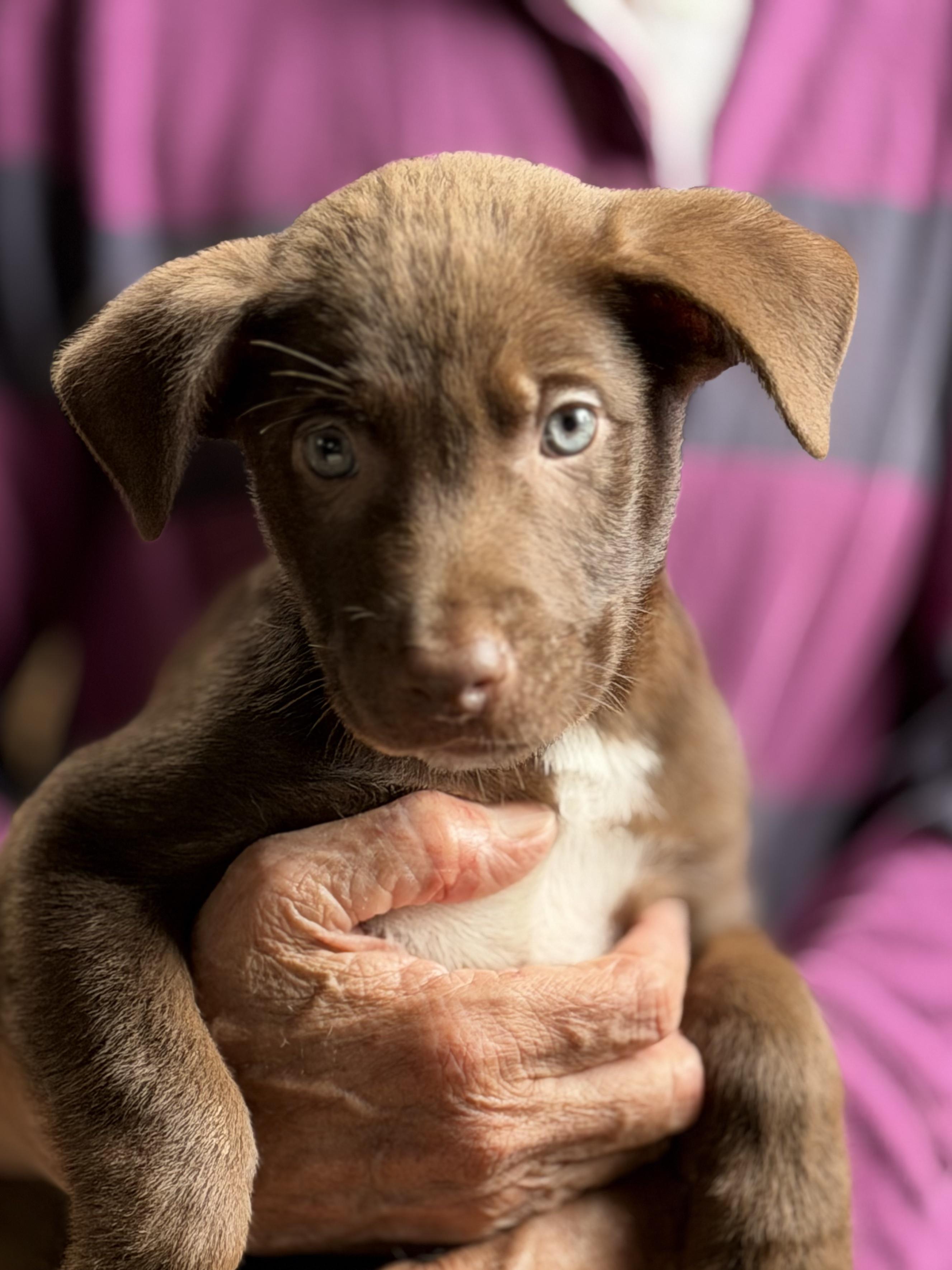 Pups - Male and Females, ADOPTABLE, Puppy Female Border Collie.