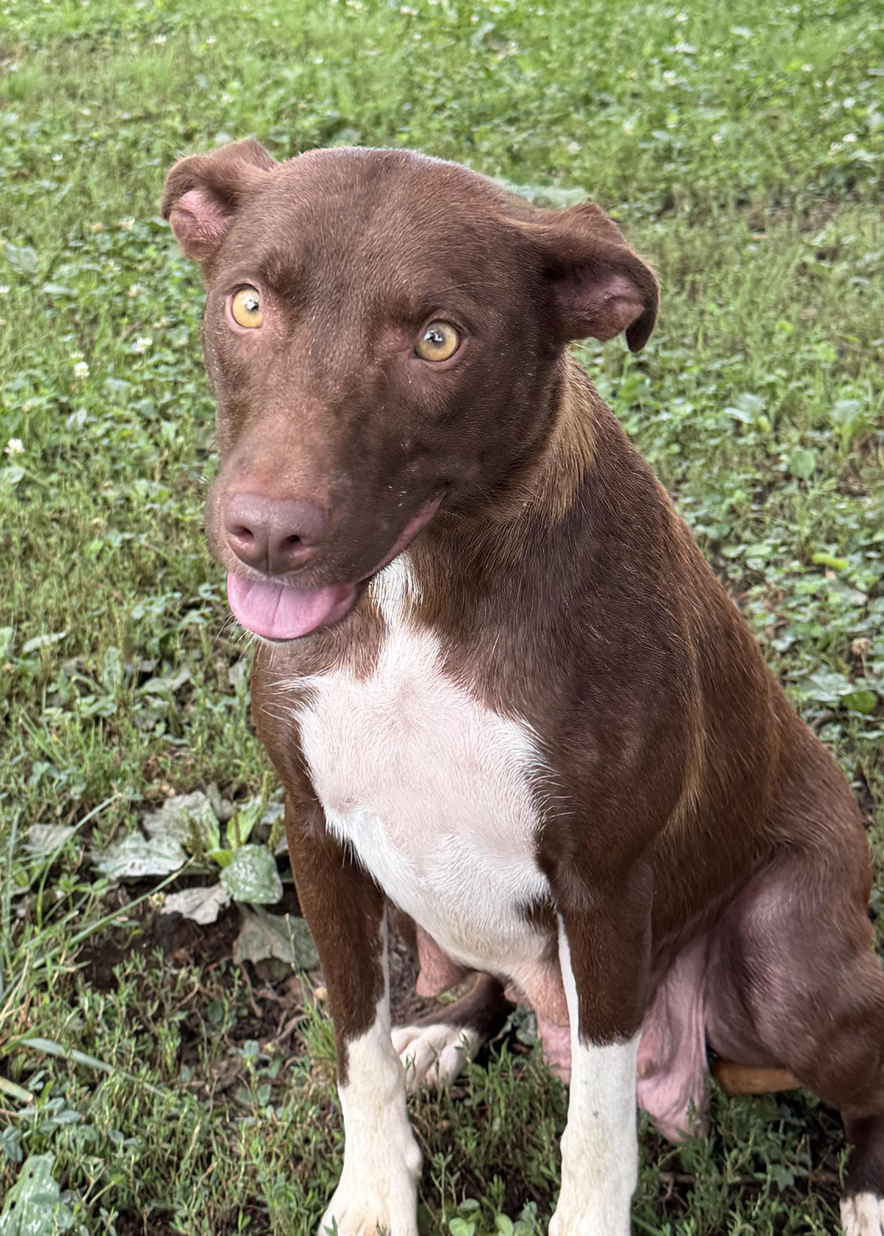 Pups - Male and Females, a ADOPTABLE Border Collie in Farmville, VA image 4/4