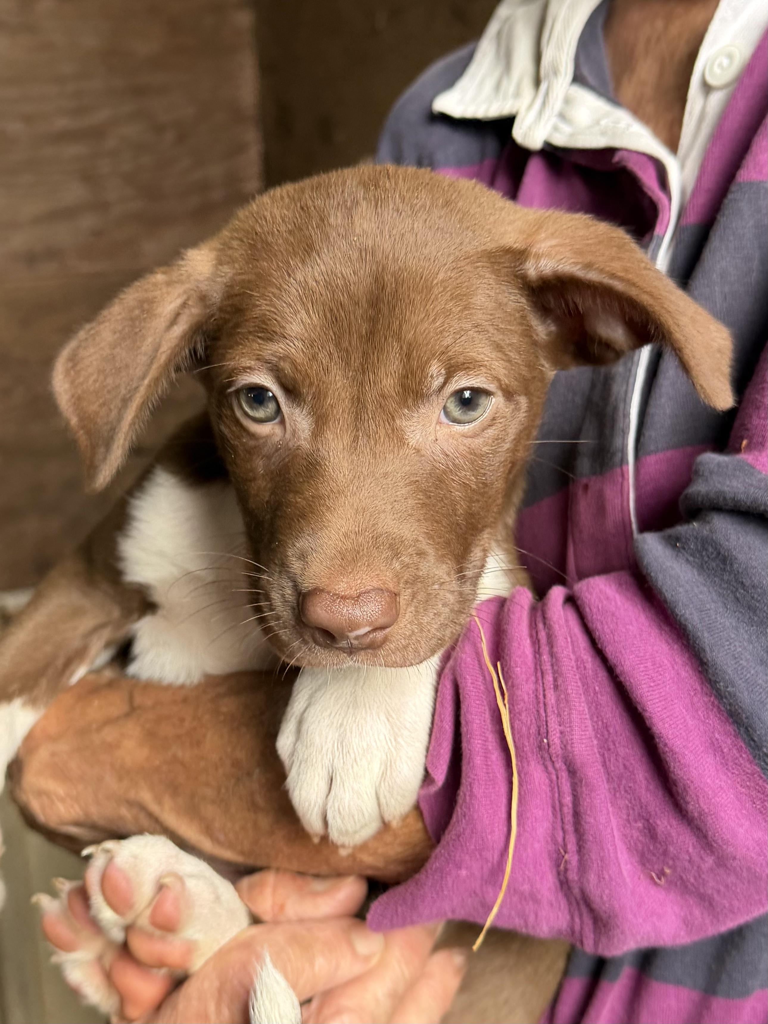 Pups - Male and Females, a ADOPTABLE Border Collie in Farmville, VA image 2/4