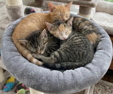 King, Aldi, and Tony, a ADOPTABLE American Shorthair in Union City, NJ image 5/5