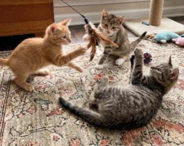King, Aldi, and Tony, ADOPTABLE, Kitten Male American Shorthair.