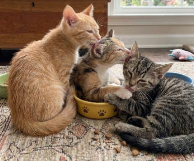 King, Aldi, and Tony, a ADOPTABLE American Shorthair in Union City, NJ image 2/5
