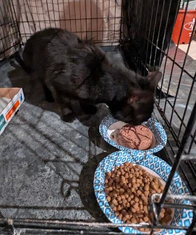 King, Aldi, and Tony, a ADOPTABLE American Shorthair in Union City, NJ image 3/5