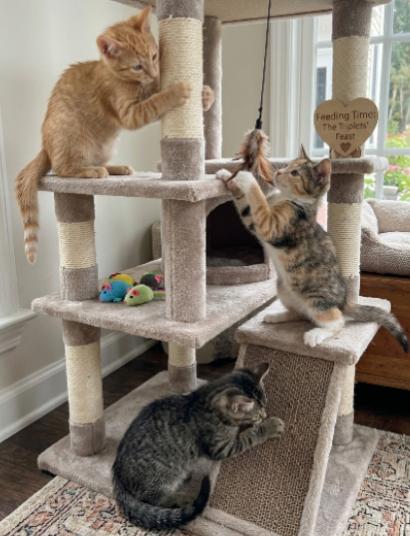 King, Aldi, and Tony, a ADOPTABLE American Shorthair in Union City, NJ image 4/5