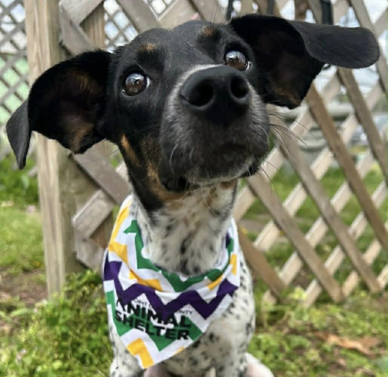 Enlarge Khloe in NH! Come Meet our Adoptable Dogs Wednesday-Saturday. More info in Bio! , an adoptable mixed breed in Manchester, NH image 2/2