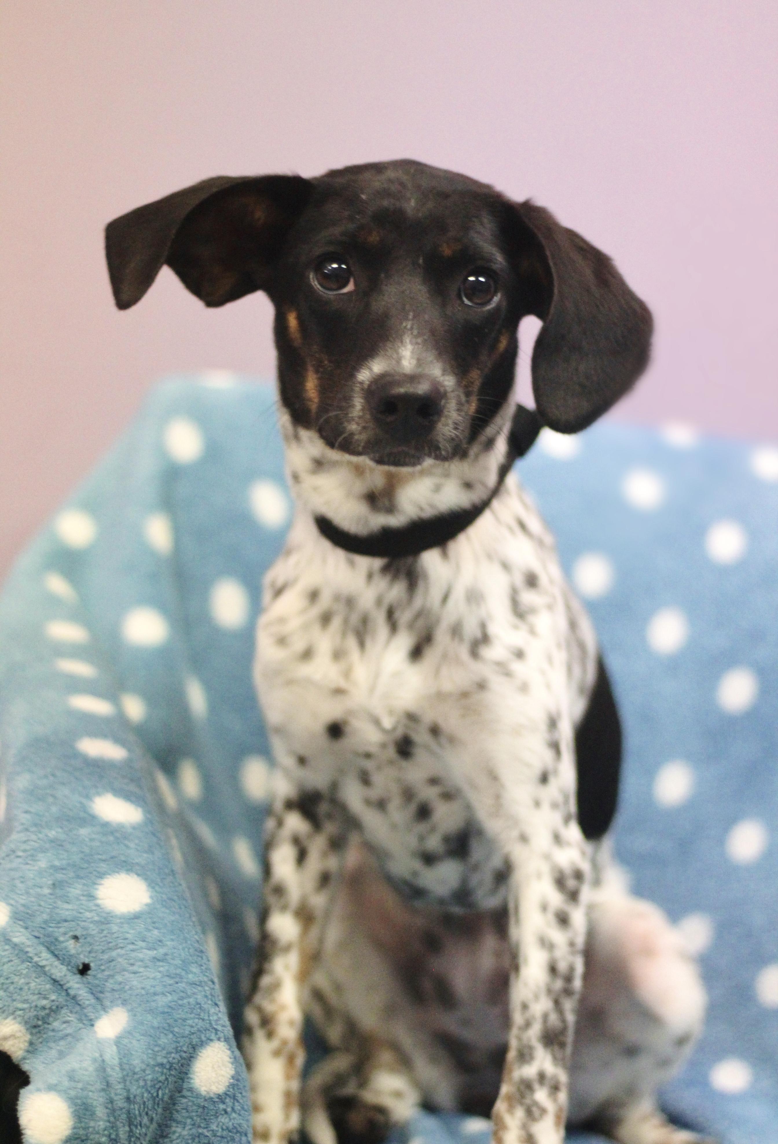 Enlarge Khloe in NH! Come Meet our Adoptable Dogs Wednesday-Saturday. More info in Bio! , an adoptable mixed breed in Manchester, NH image 1/2