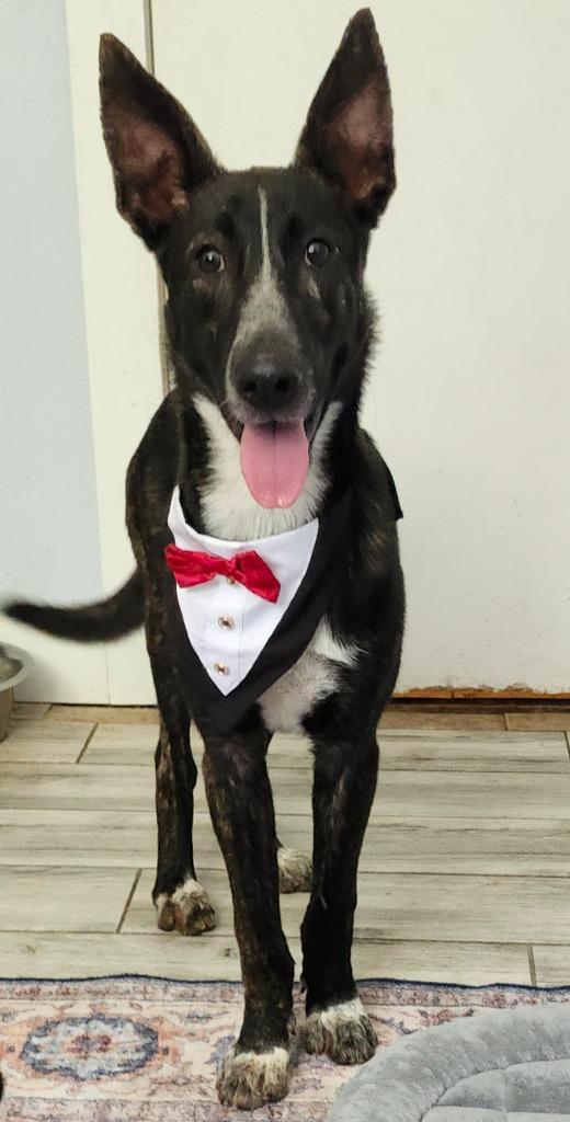 Kona, Adopted, Young Male Belgian Shepherd / Malinois & Mixed Breed.