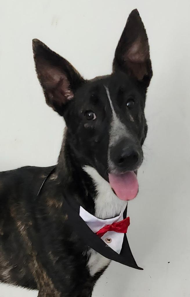 Kona, a Adopted mixed breed in Hardeeville, SC image 3/3