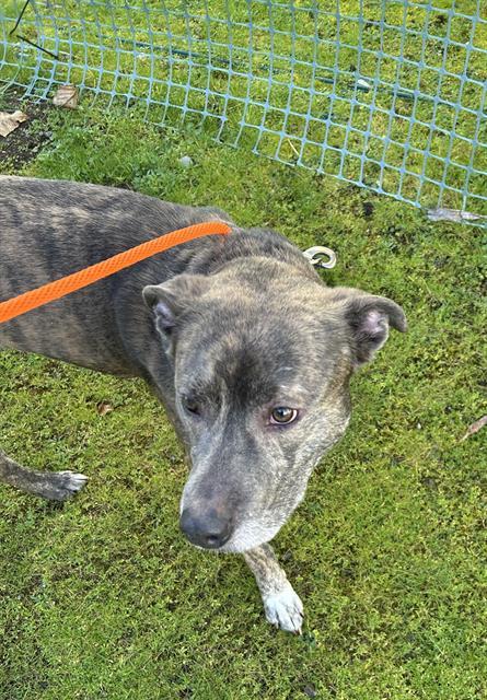 NILE, Adoptable, Young Male Pit Bull Terrier & Mixed Breed.