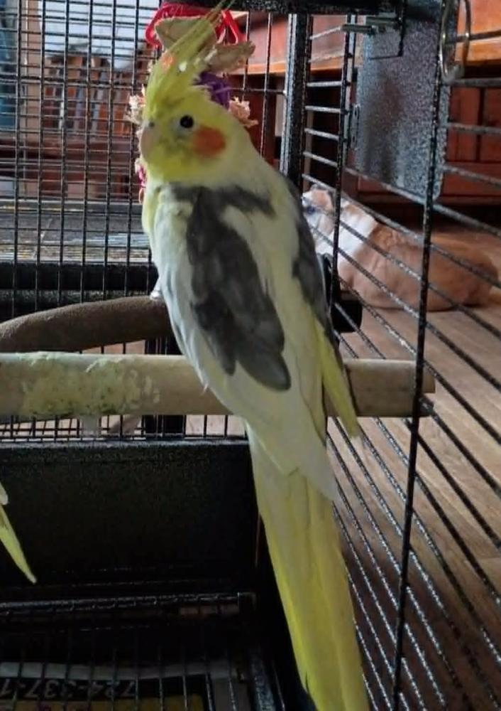 Enlarge Carlos (White & Grey) BTR, a Adoptable Cockatiel in West Mifflin, PA image 1/1