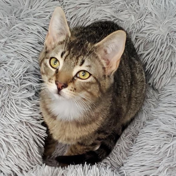 Enlarge Wasabi, an adoptable mixed breed in Hyattsville, MD image 1/6