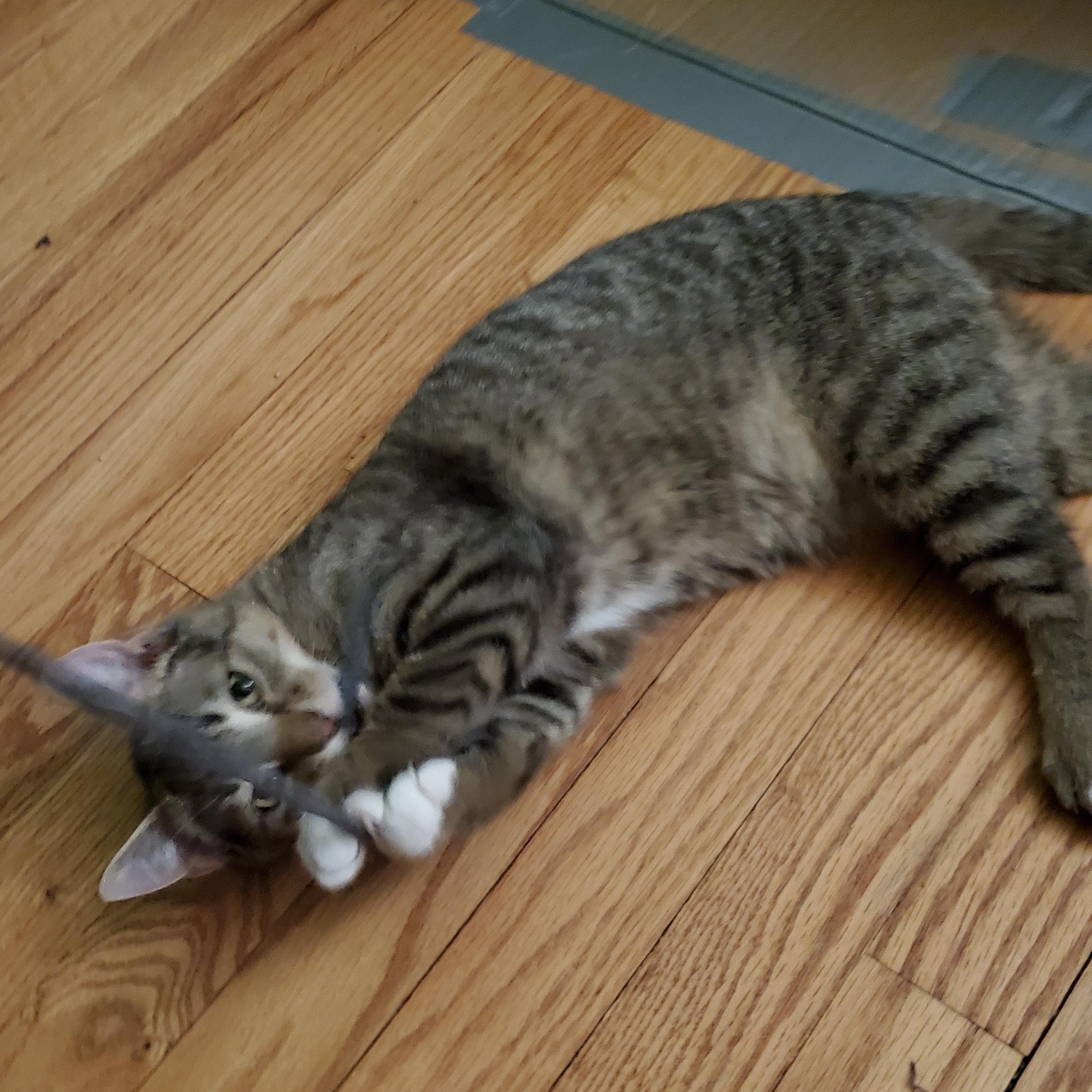 Enlarge Wasabi, an adoptable mixed breed in Hyattsville, MD image 5/6