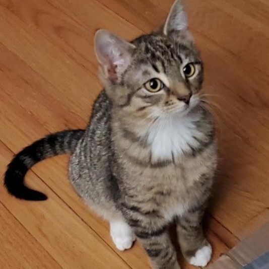 Enlarge Wasabi, an adoptable mixed breed in Hyattsville, MD image 4/6