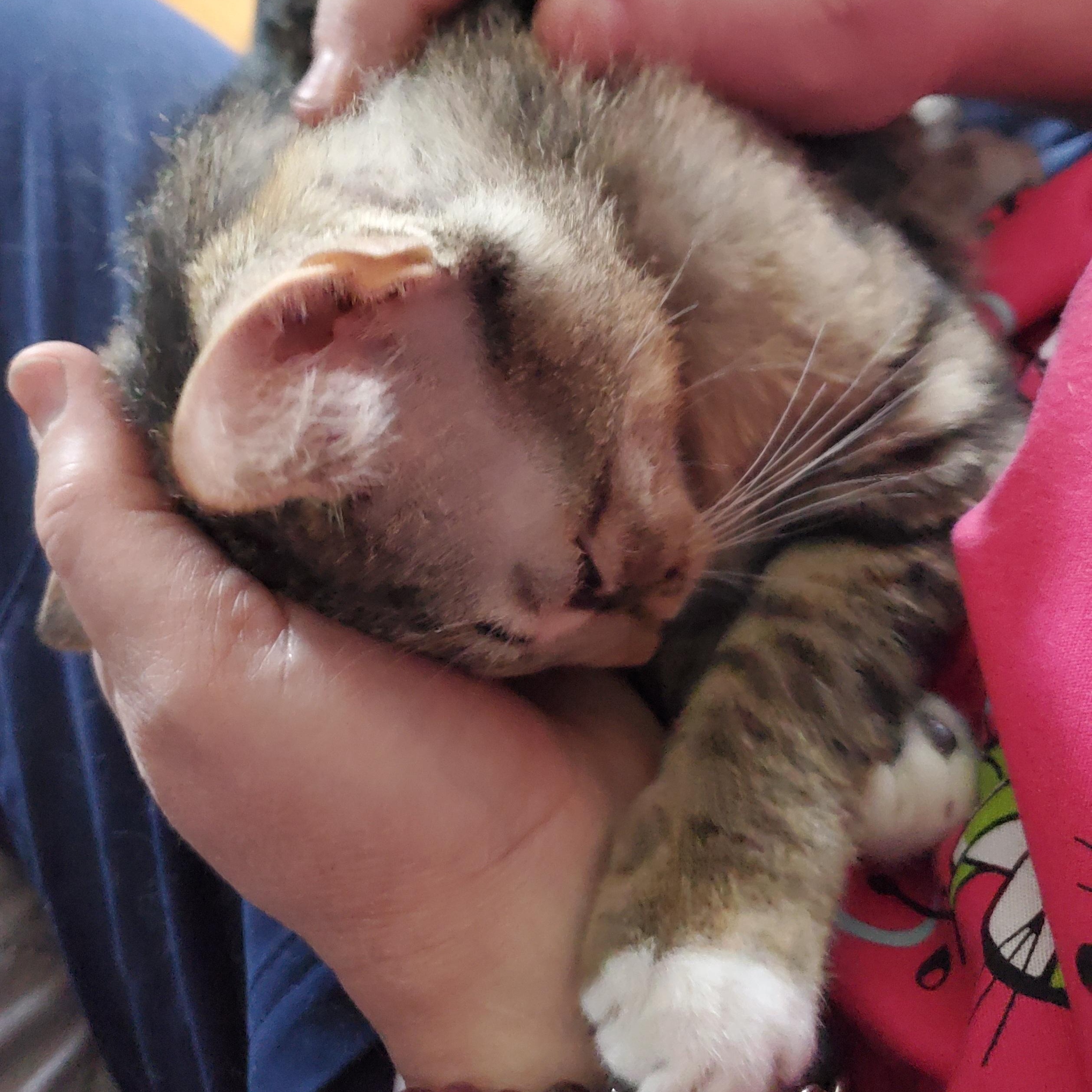 Enlarge Wasabi, an adoptable mixed breed in Hyattsville, MD image 3/6