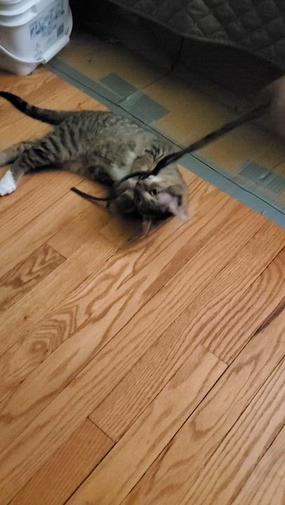 Enlarge Wasabi, an adoptable mixed breed in Hyattsville, MD video 2/6