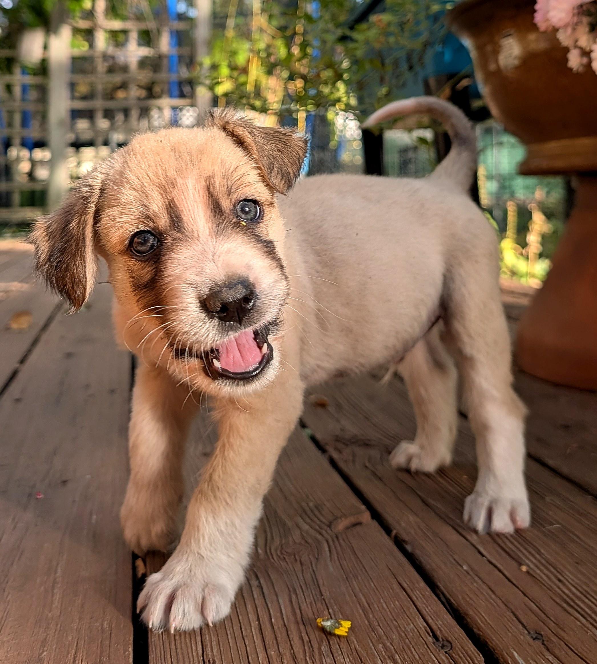Enlarge Ted, a Adoptable mixed breed in Minneapolis, MN image 2/6