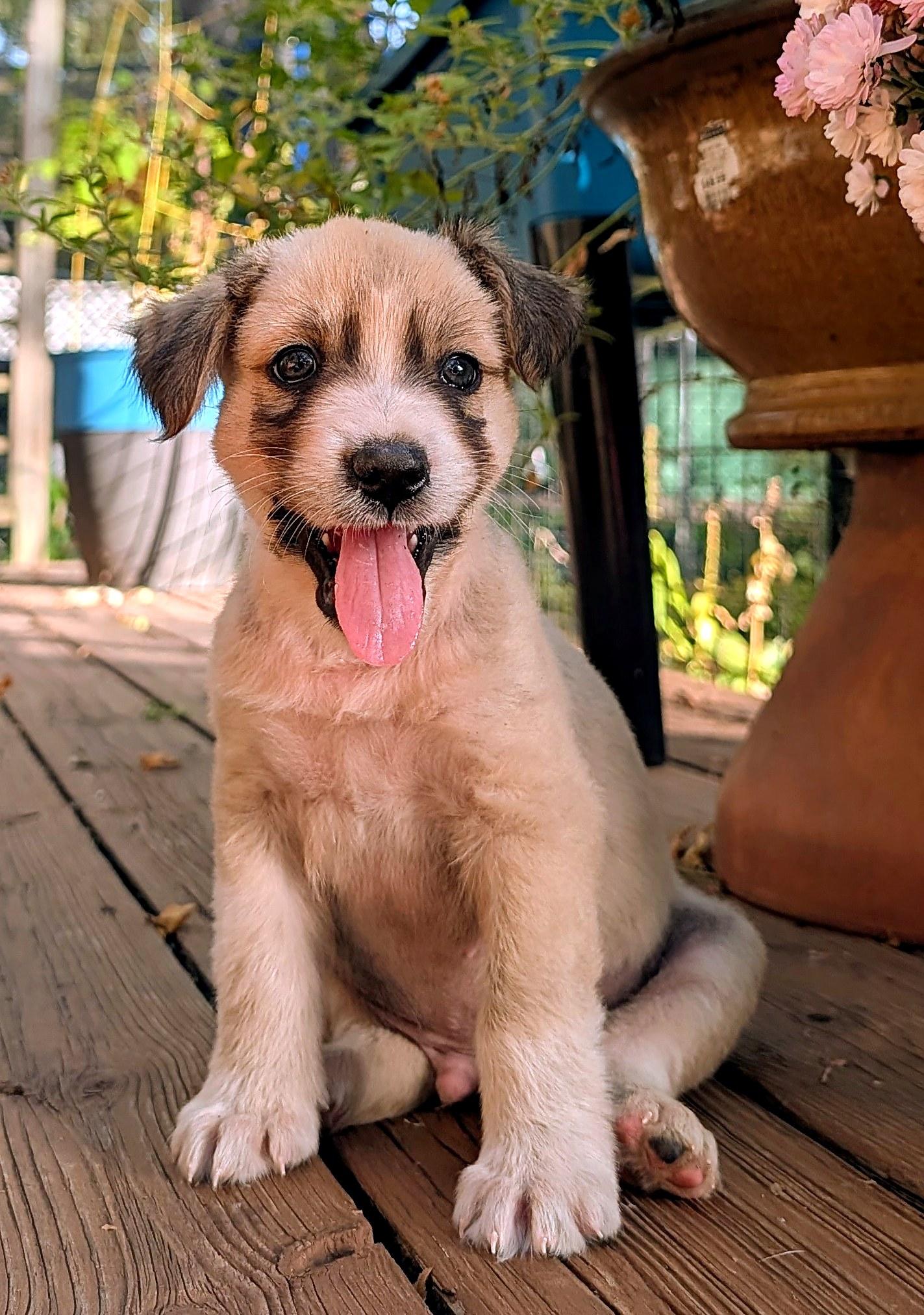 Enlarge Ted, a Adoptable mixed breed in Minneapolis, MN image 4/6