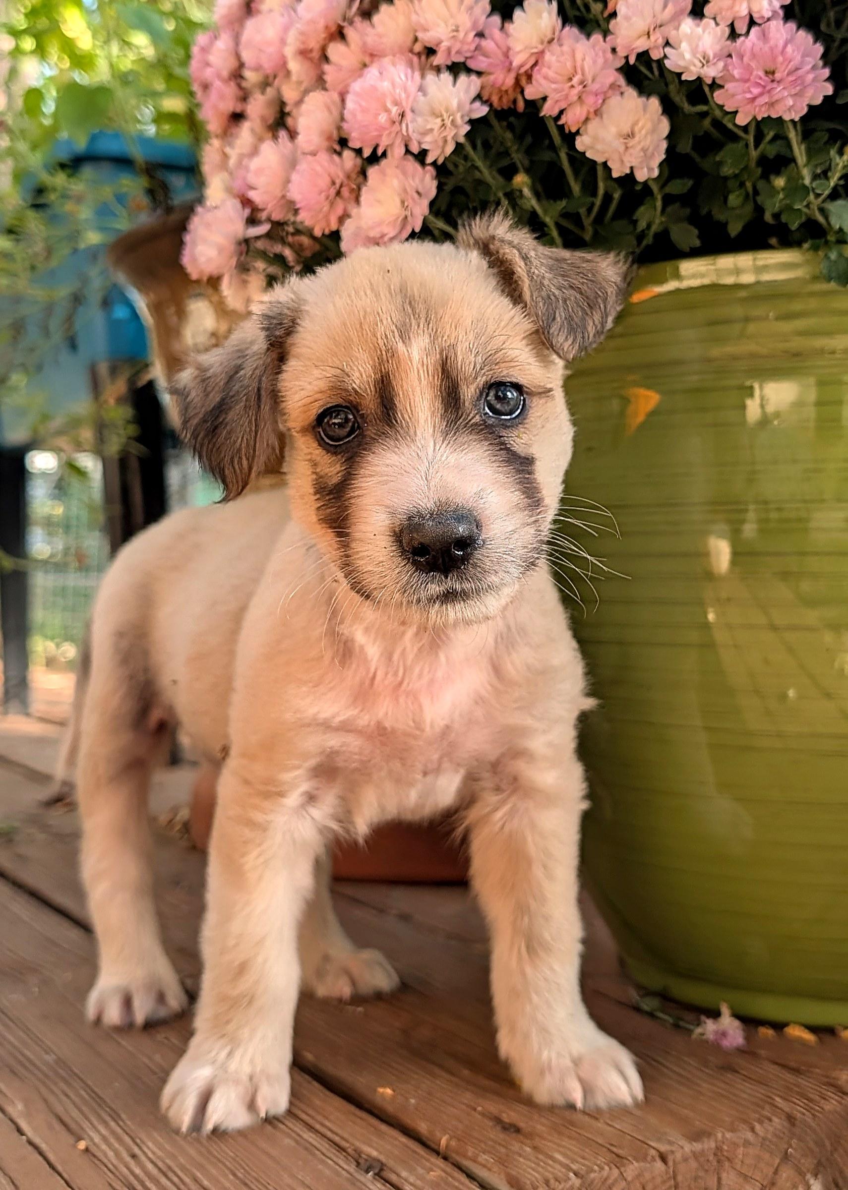 Enlarge Ted, a Adoptable mixed breed in Minneapolis, MN image 5/6