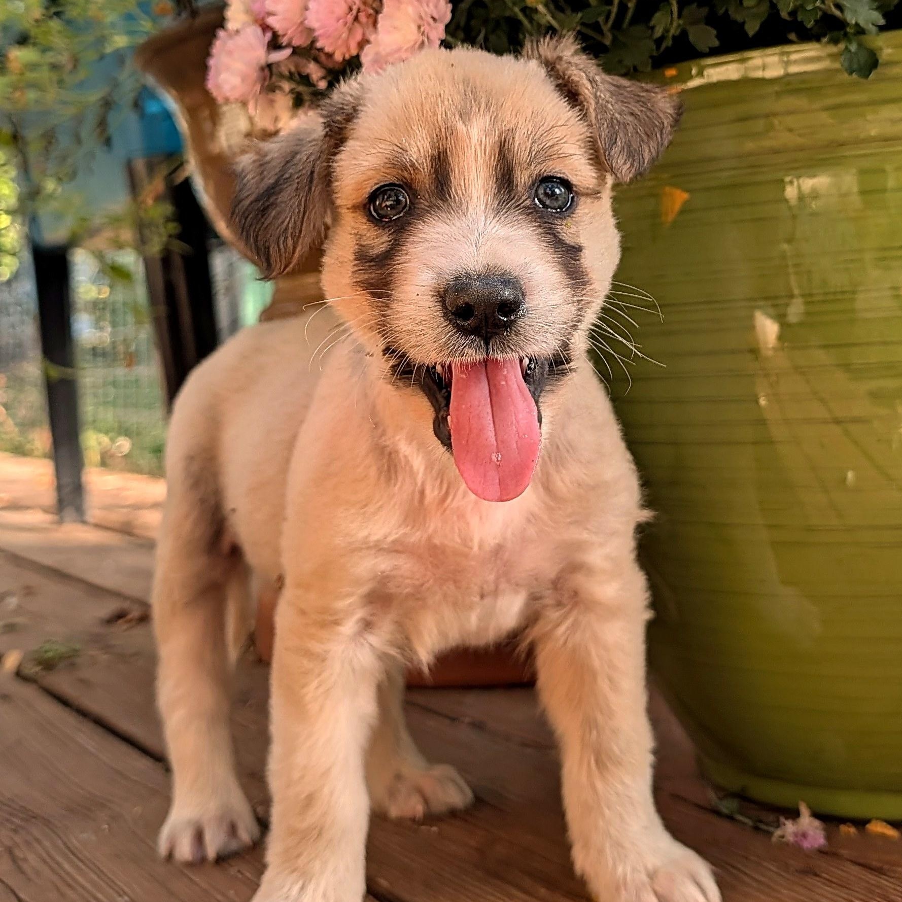 Ted, Adoptable, Puppy Male Retriever & Mixed Breed.