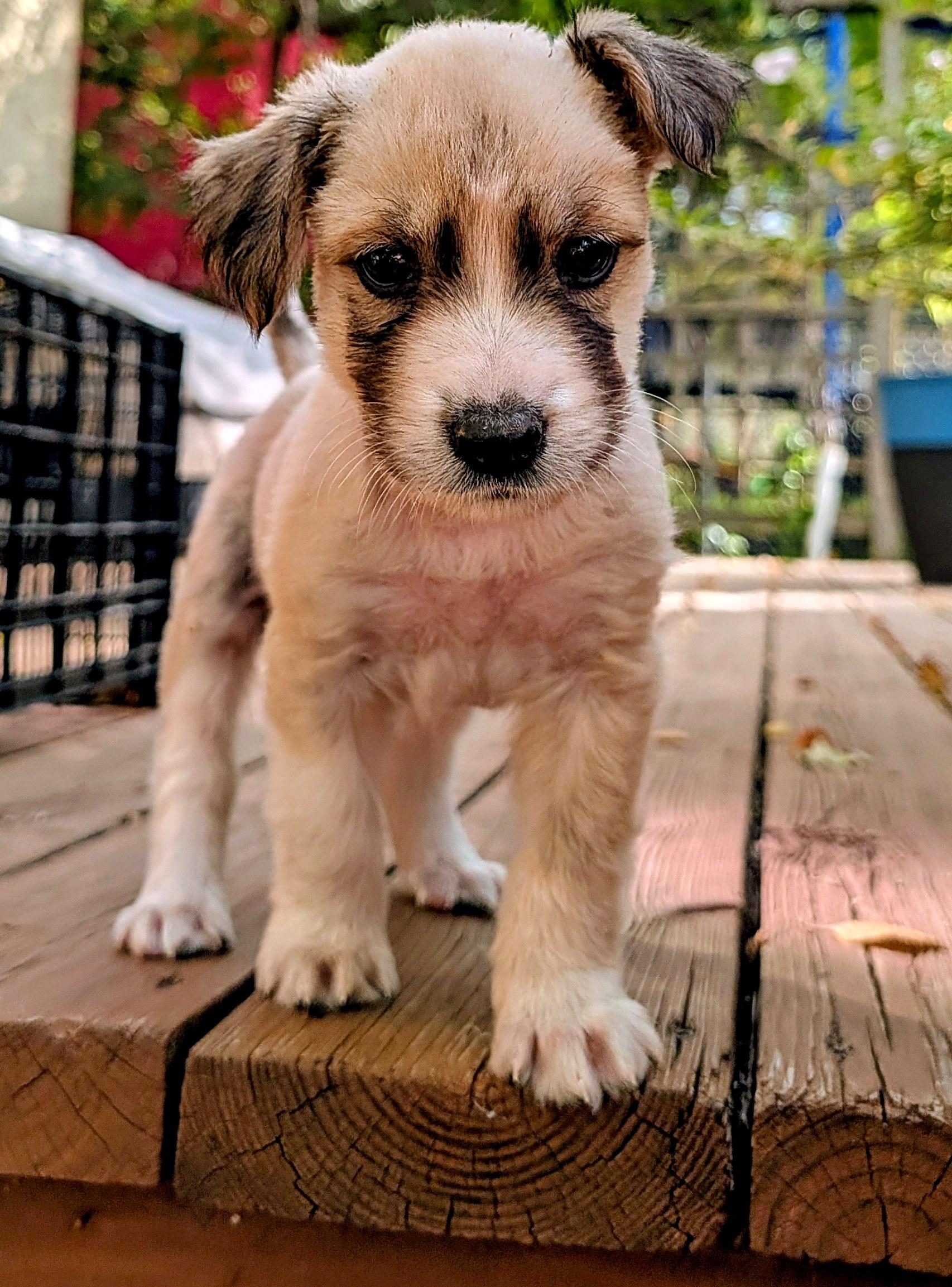 Enlarge Ted, a Adoptable mixed breed in Minneapolis, MN image 3/6