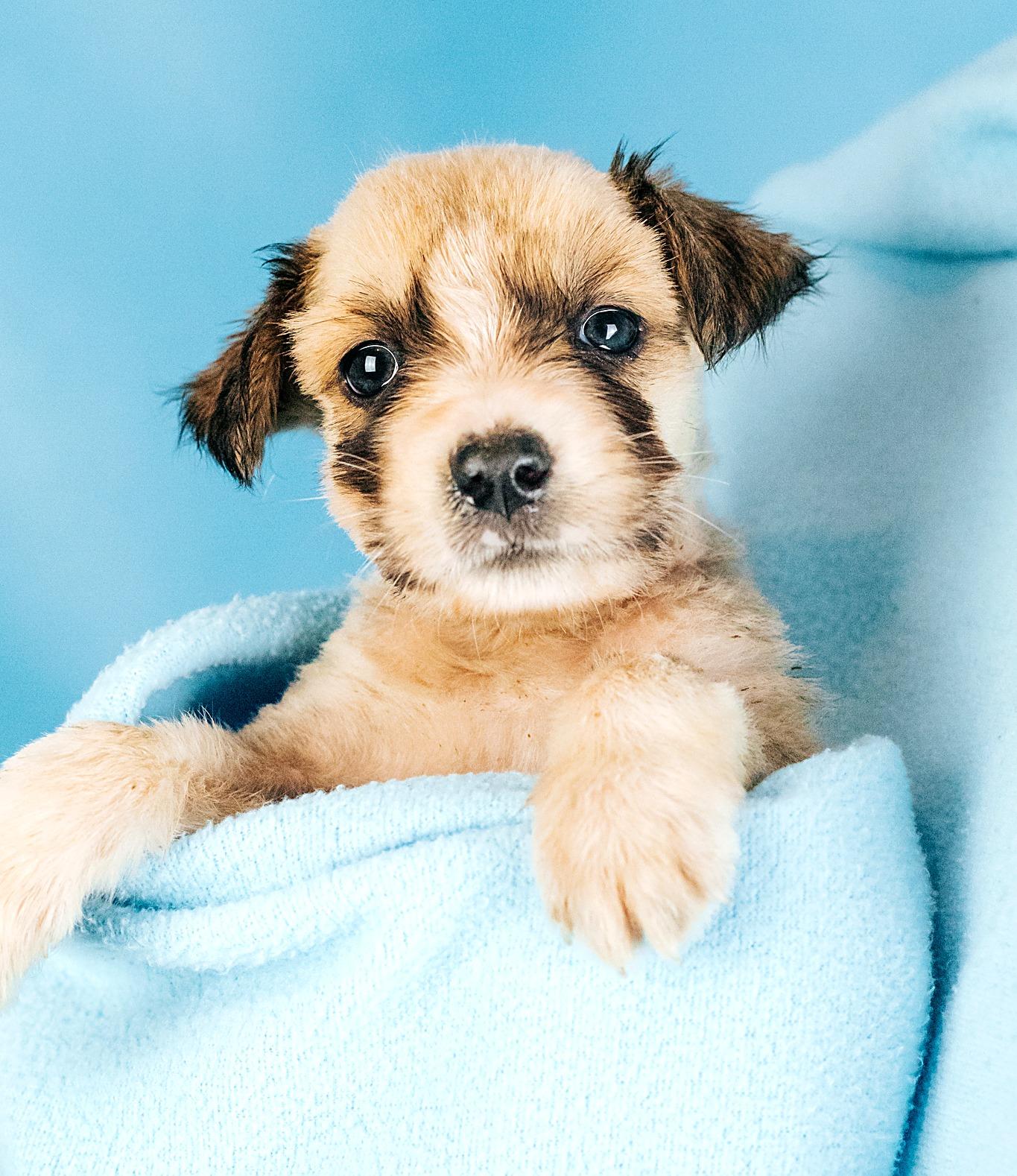 Enlarge Ted, a Adoptable mixed breed in Minneapolis, MN image 6/6