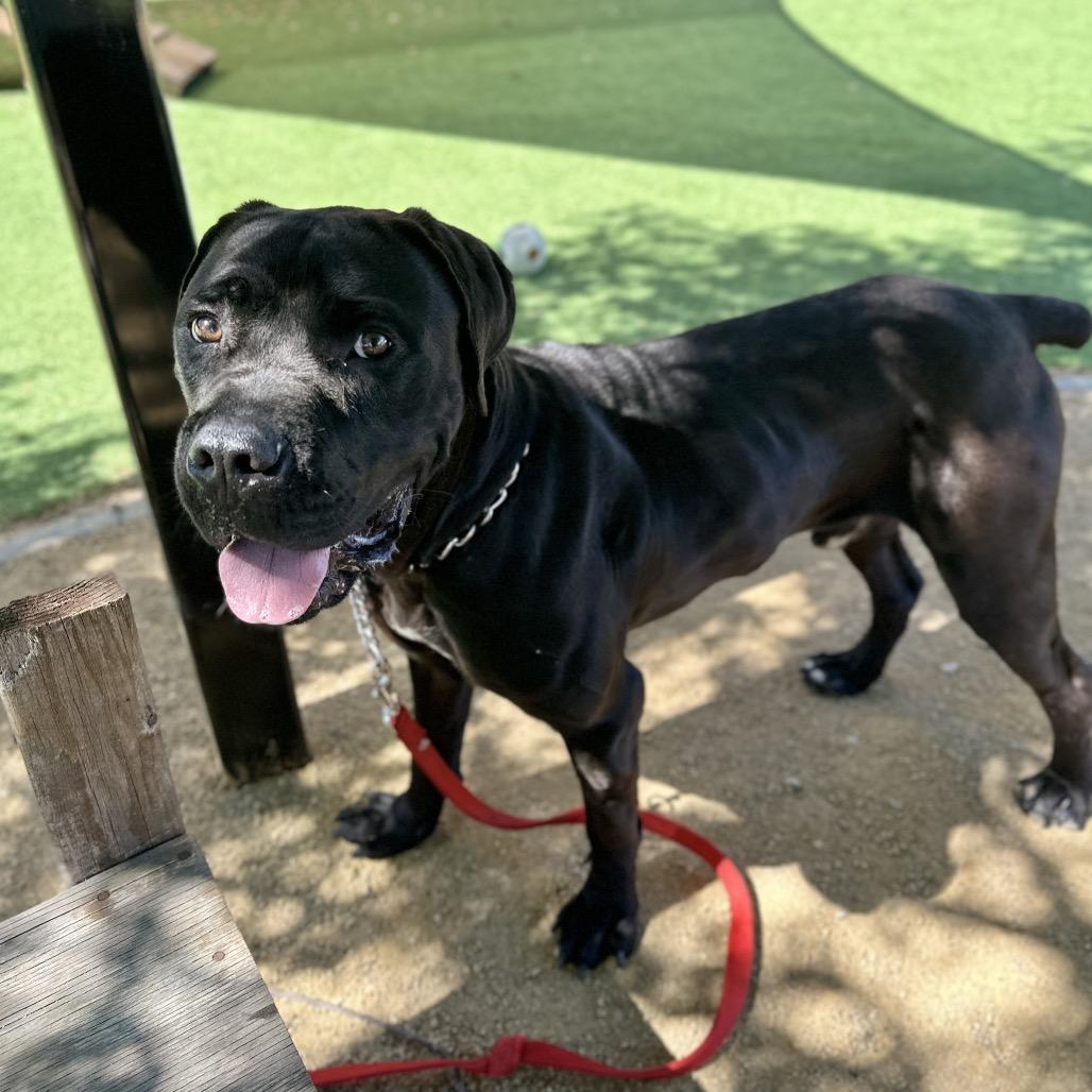Dozer - ECAS, a Adoptable mixed breed in Pleasanton, CA image 1/6