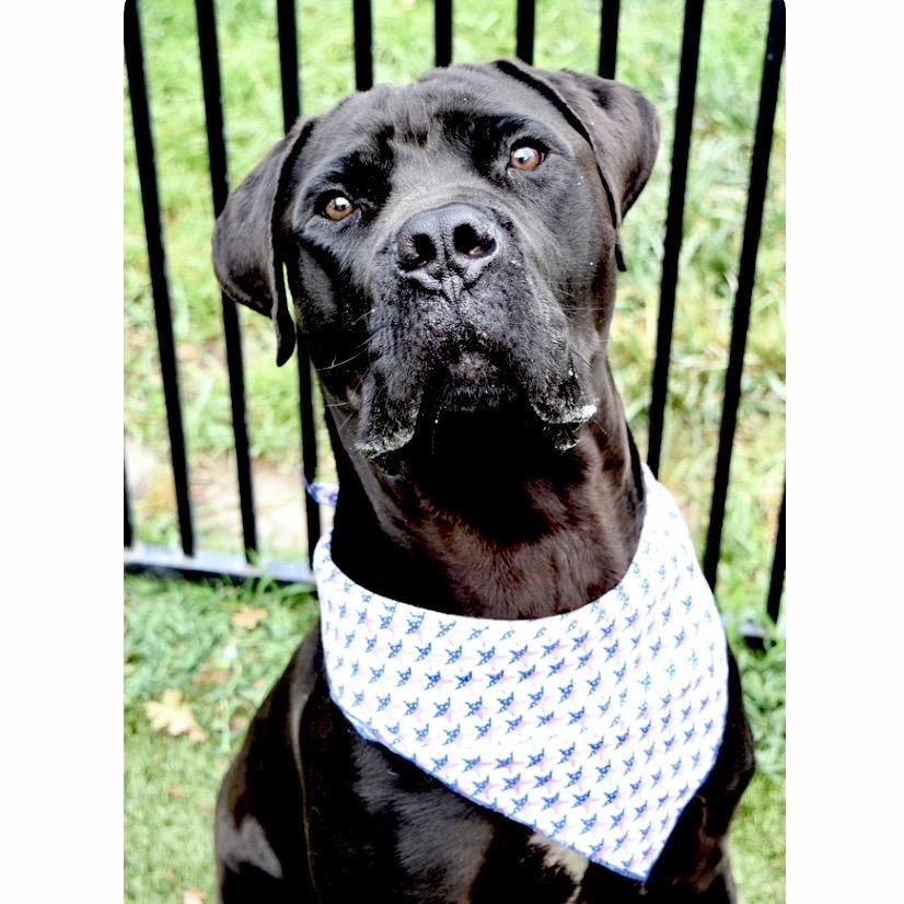 Dozer - ECAS, a Adoptable mixed breed in Pleasanton, CA image 3/6