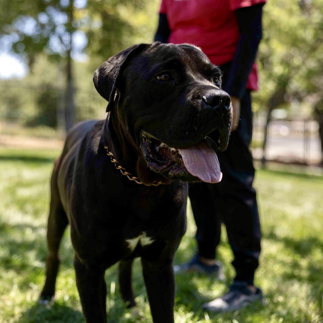 Dozer - ECAS, a Adoptable mixed breed in Pleasanton, CA image 4/6