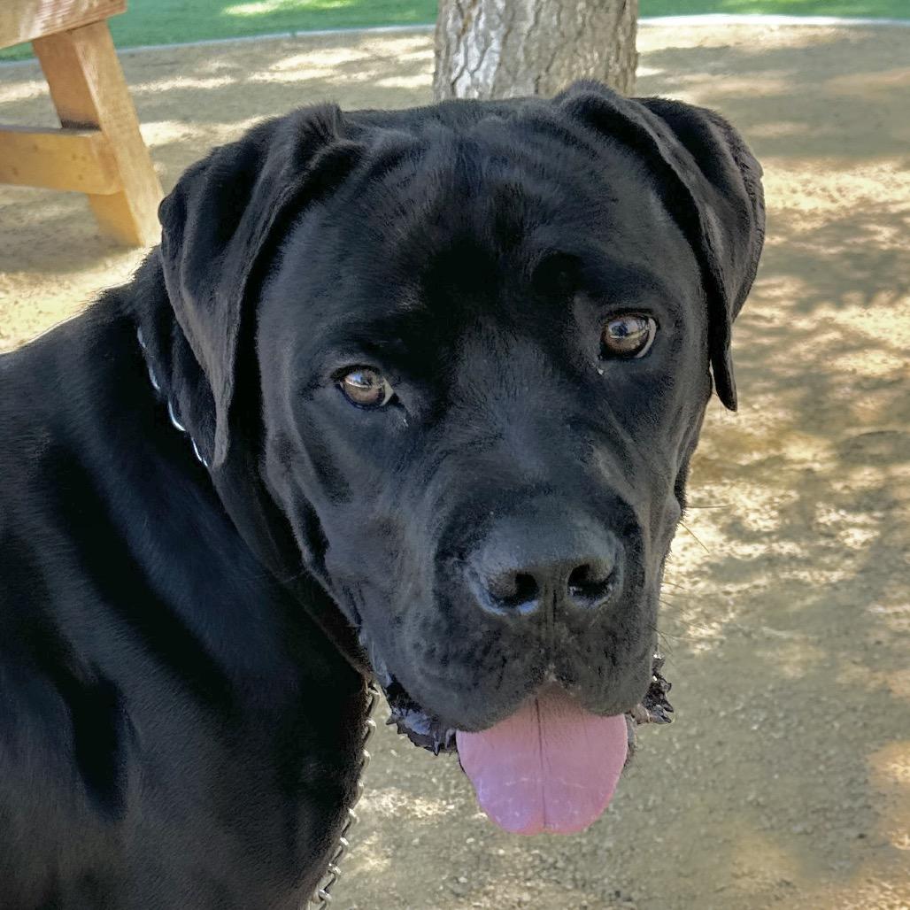 Dozer - ECAS, a Adoptable mixed breed in Pleasanton, CA image 5/6