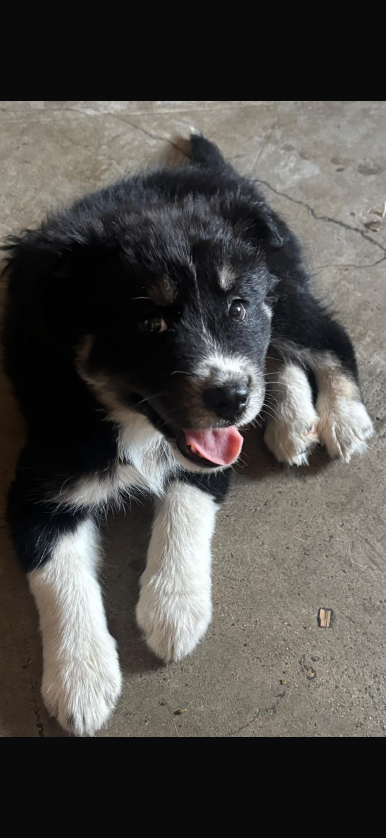 Sweet, Adopted, Puppy Female German Shepherd Dog.