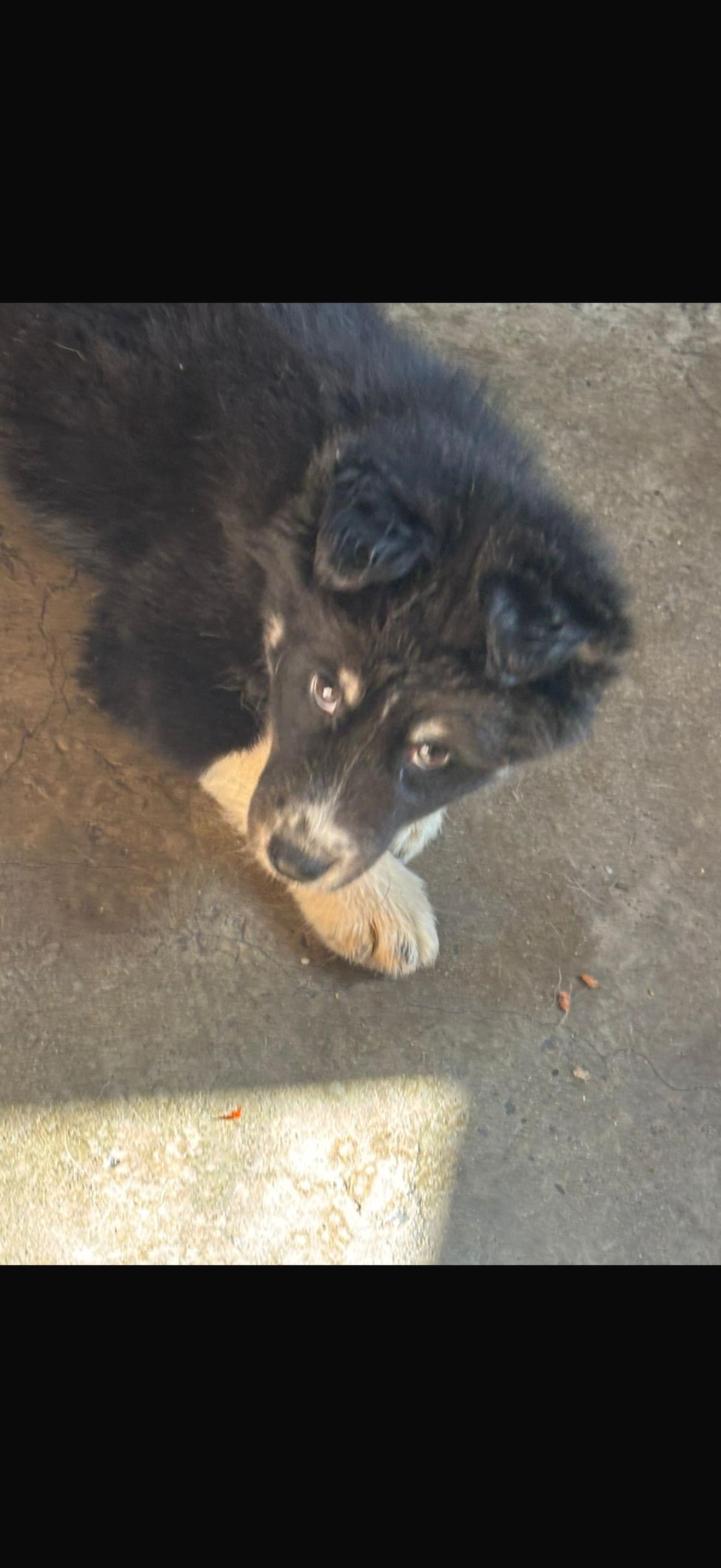 Enlarge Sweet, a Adopted German Shepherd Dog in Chula Vista, CA image 5/5