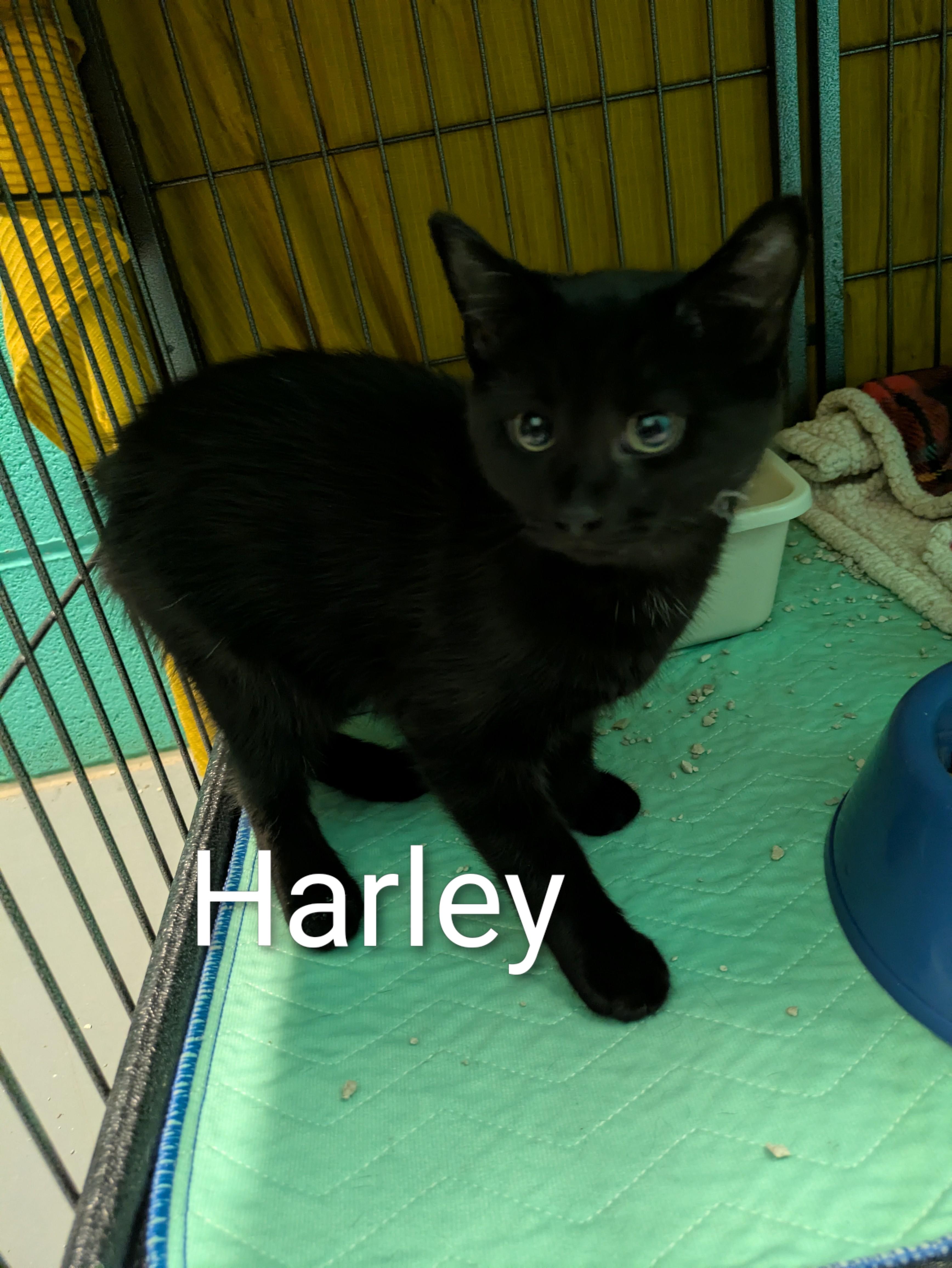 Enlarge Harley, a Adoptable mixed breed in Bedford, VA image 2/2