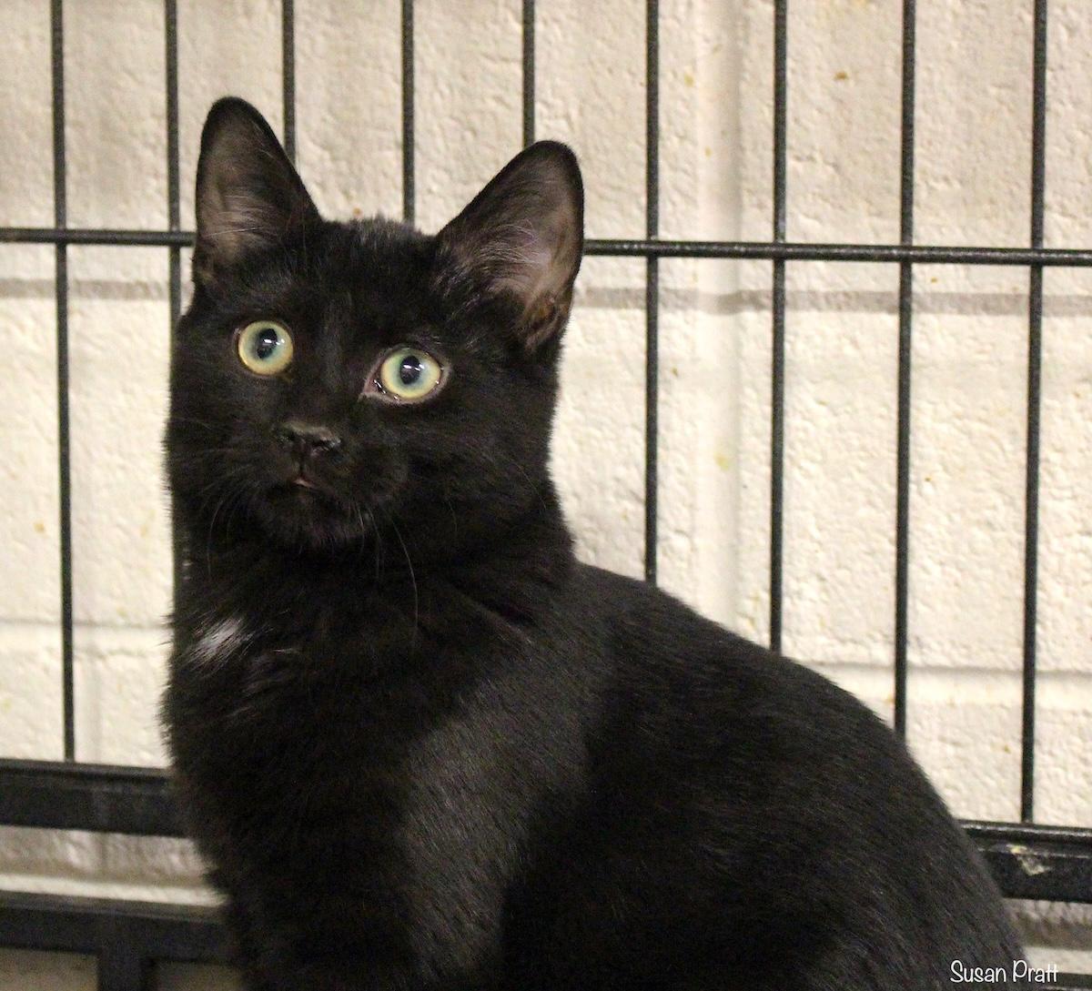 Harley, Adoptable, Young Male Domestic Short Hair.