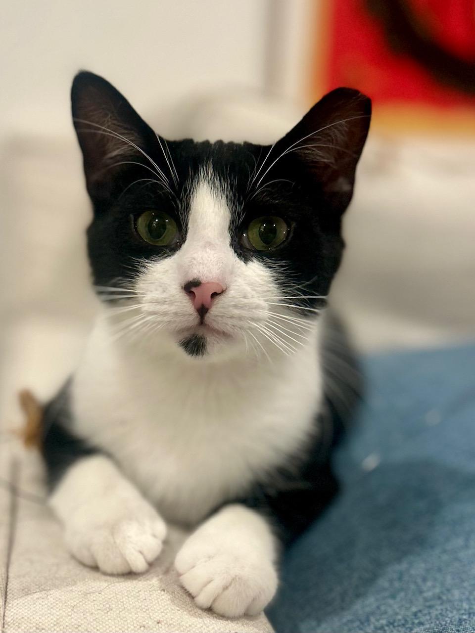 Teddy, Young Male Domestic Short Hair