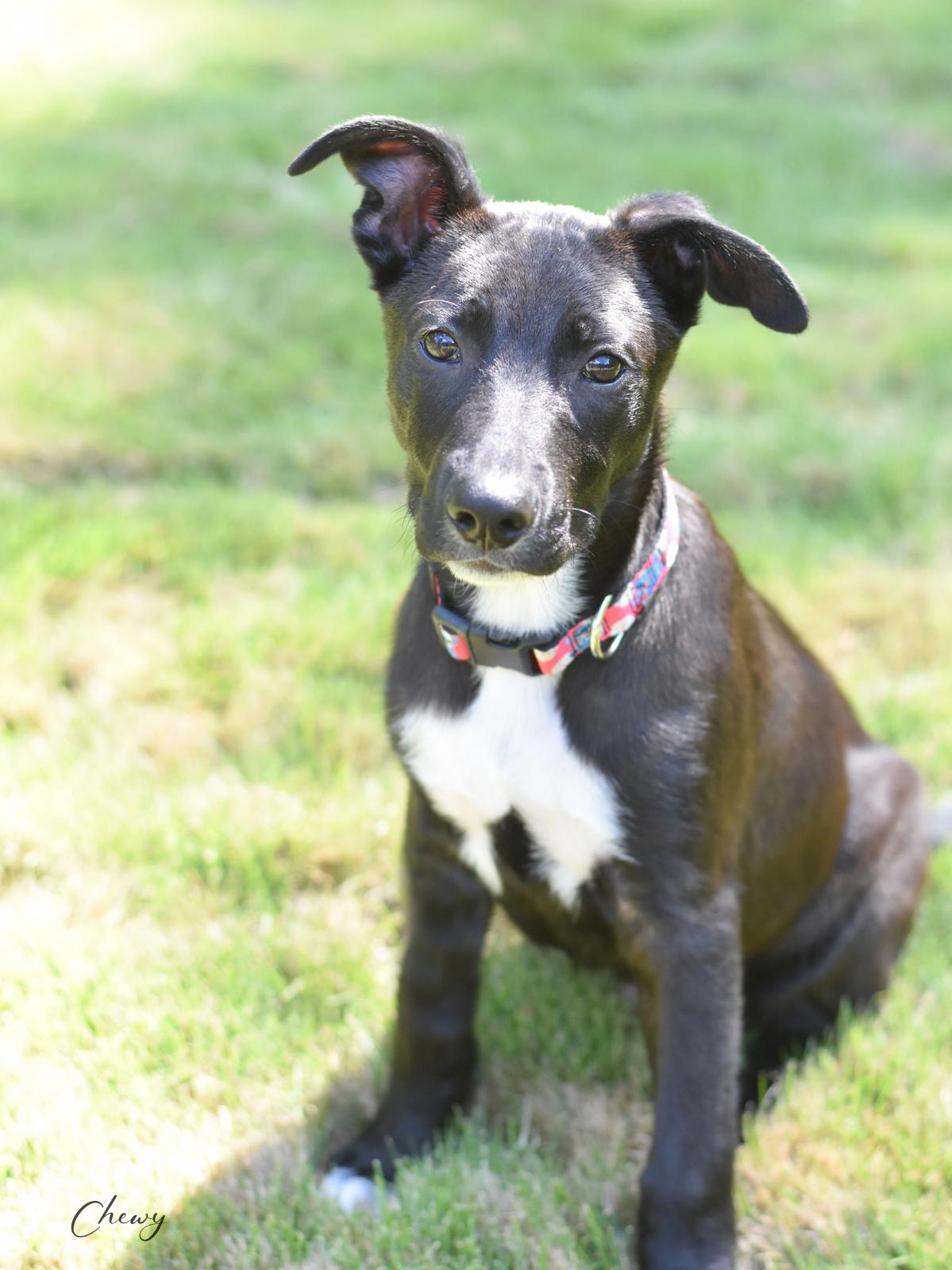 Chewy, a Adoptable mixed breed in Conroe, TX image 4/6