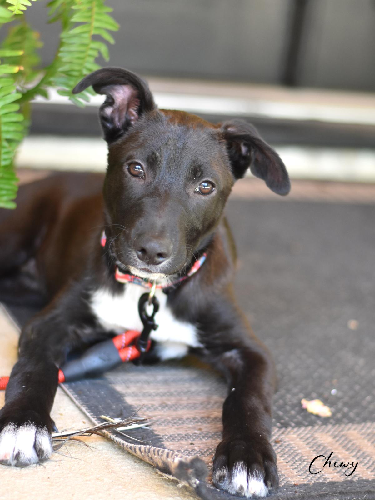 Chewy, a Adoptable mixed breed in Conroe, TX image 2/6