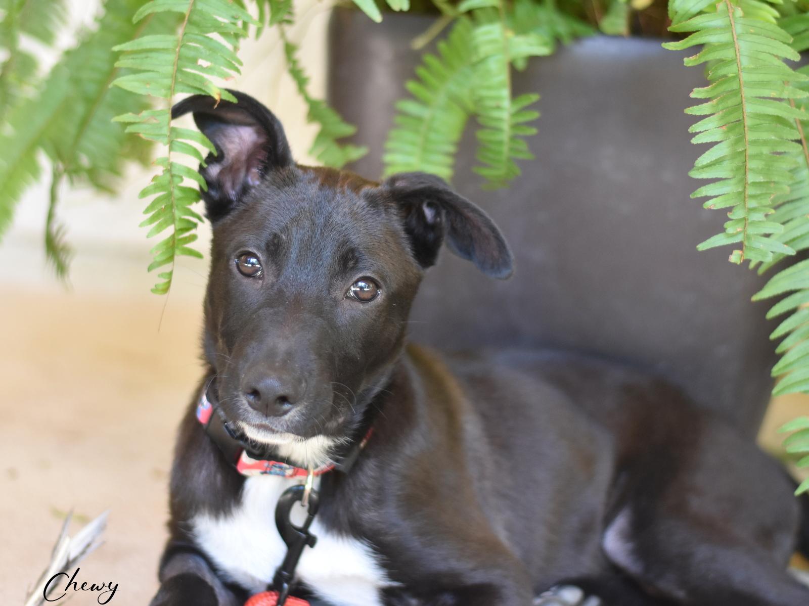 Chewy, a Adoptable mixed breed in Conroe, TX image 5/6
