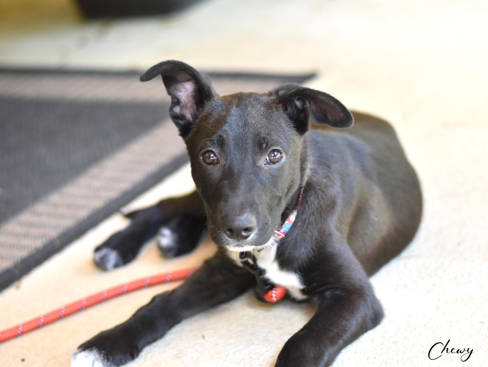 Chewy, a Adoptable mixed breed in Conroe, TX image 3/6